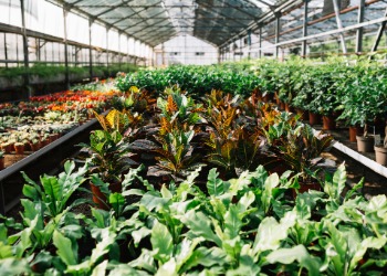 PROJETO COMPRADOR - FRESH - HORTITEC