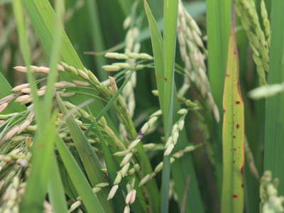 Arroz beneficiado brasileiro participa pela 1ª vez da SIAL Canadá