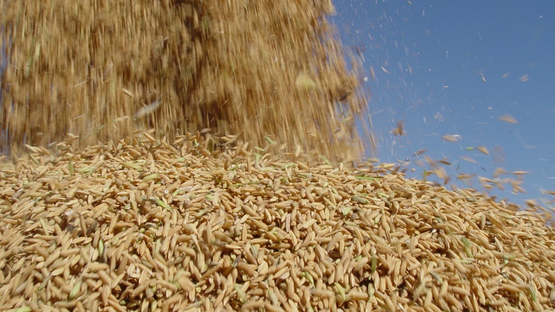 Brasil intensifica ações para ampliar exportações de arroz para o México