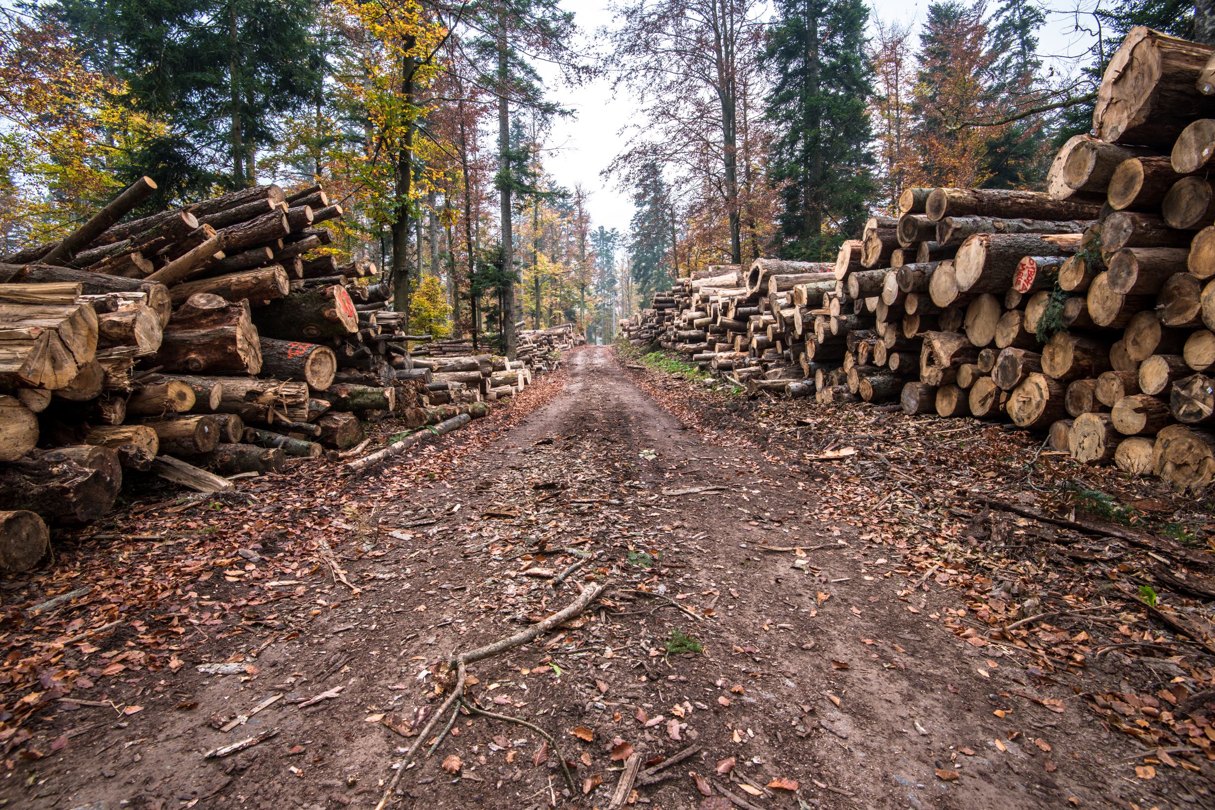 Parlamento Europeu busca medidas para interromper a importação de produtos vinculados com desmatamento