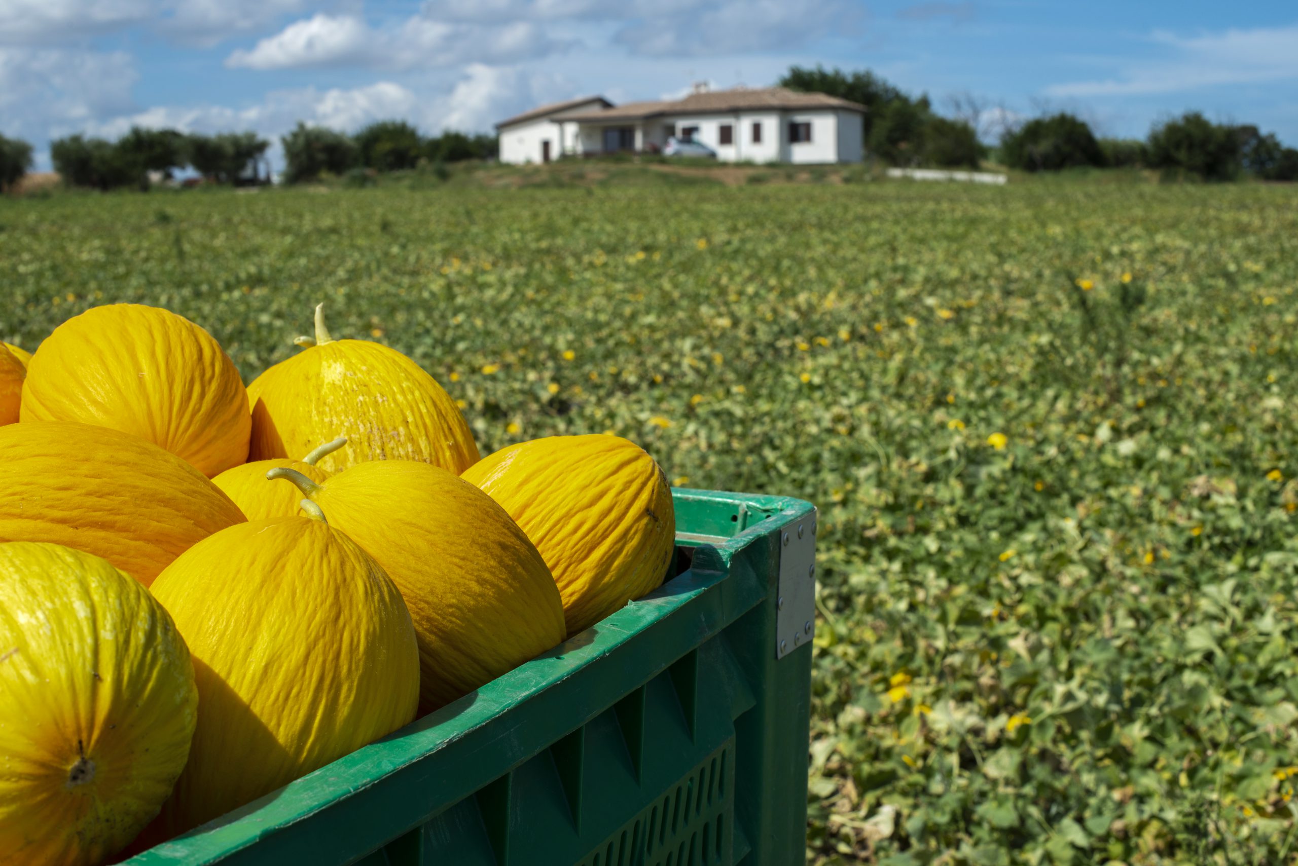 China é mercado promissor para Brasil exportar melões, fruta predileta dos chineses, aponta estudo da Apex-Brasil